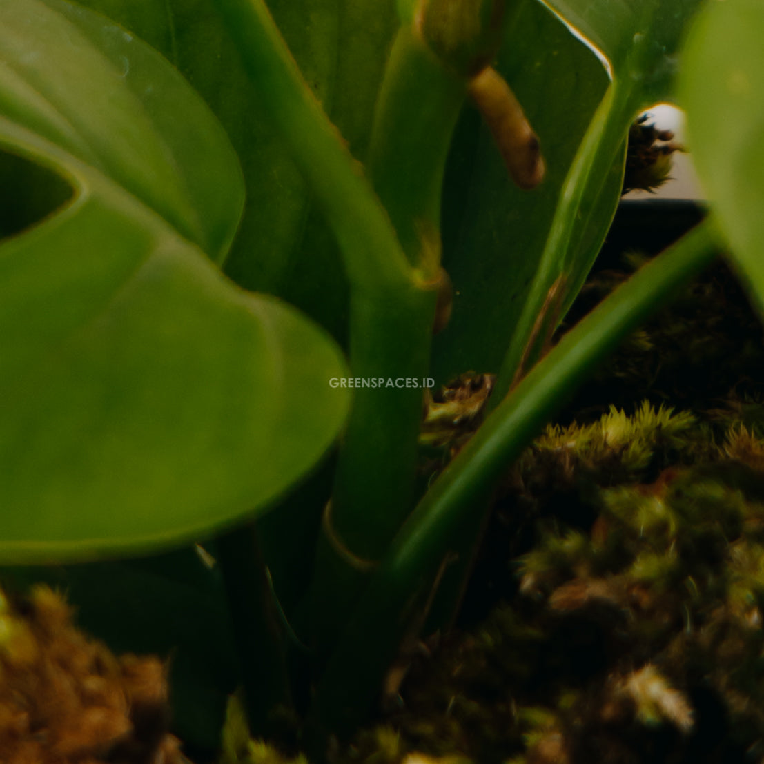 Raphidophora Pertusa - Greenspaces.id