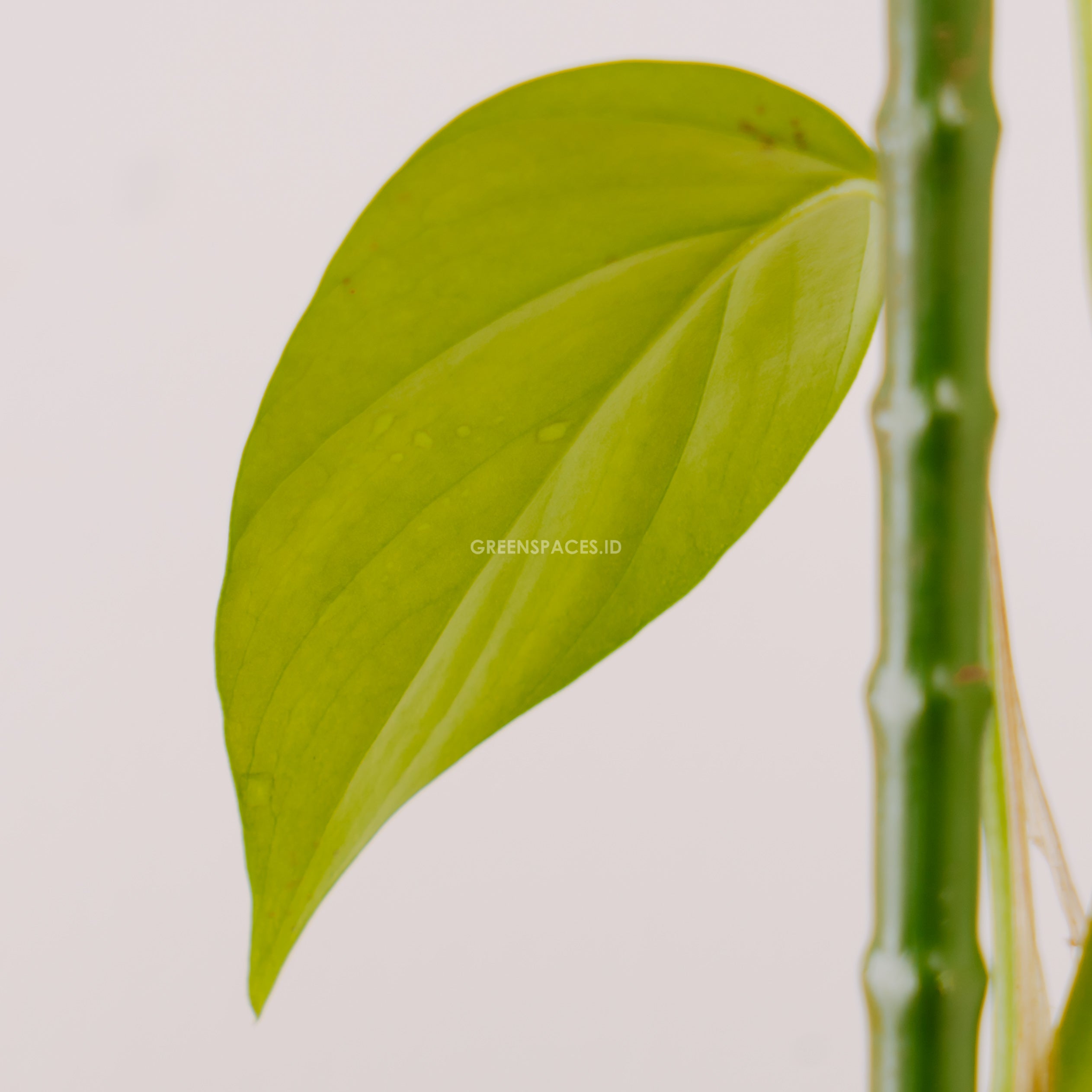 Raphidophora Pertusa - Greenspaces.id