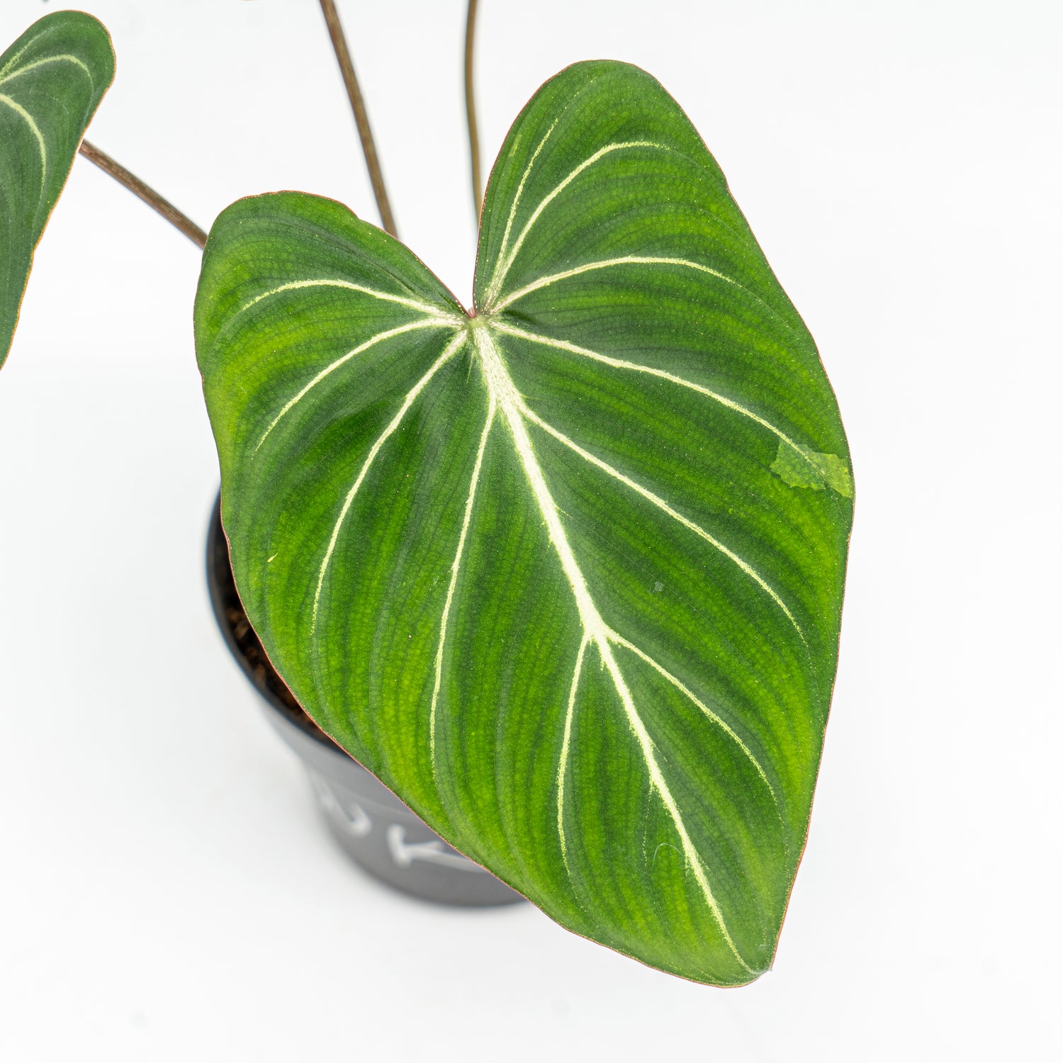 Philodendron Gloriosum Dark Form