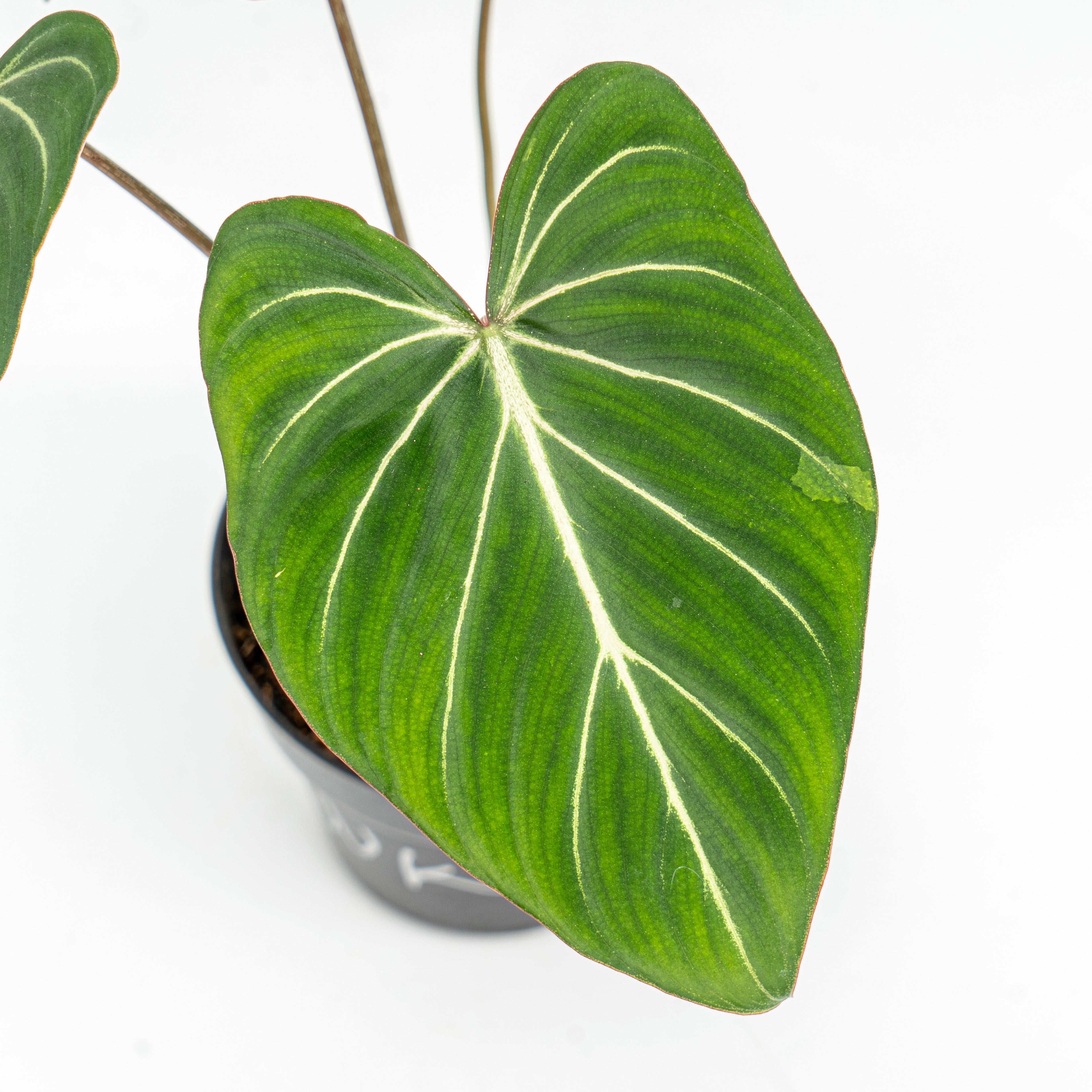Philodendron Gloriosum Dark Form