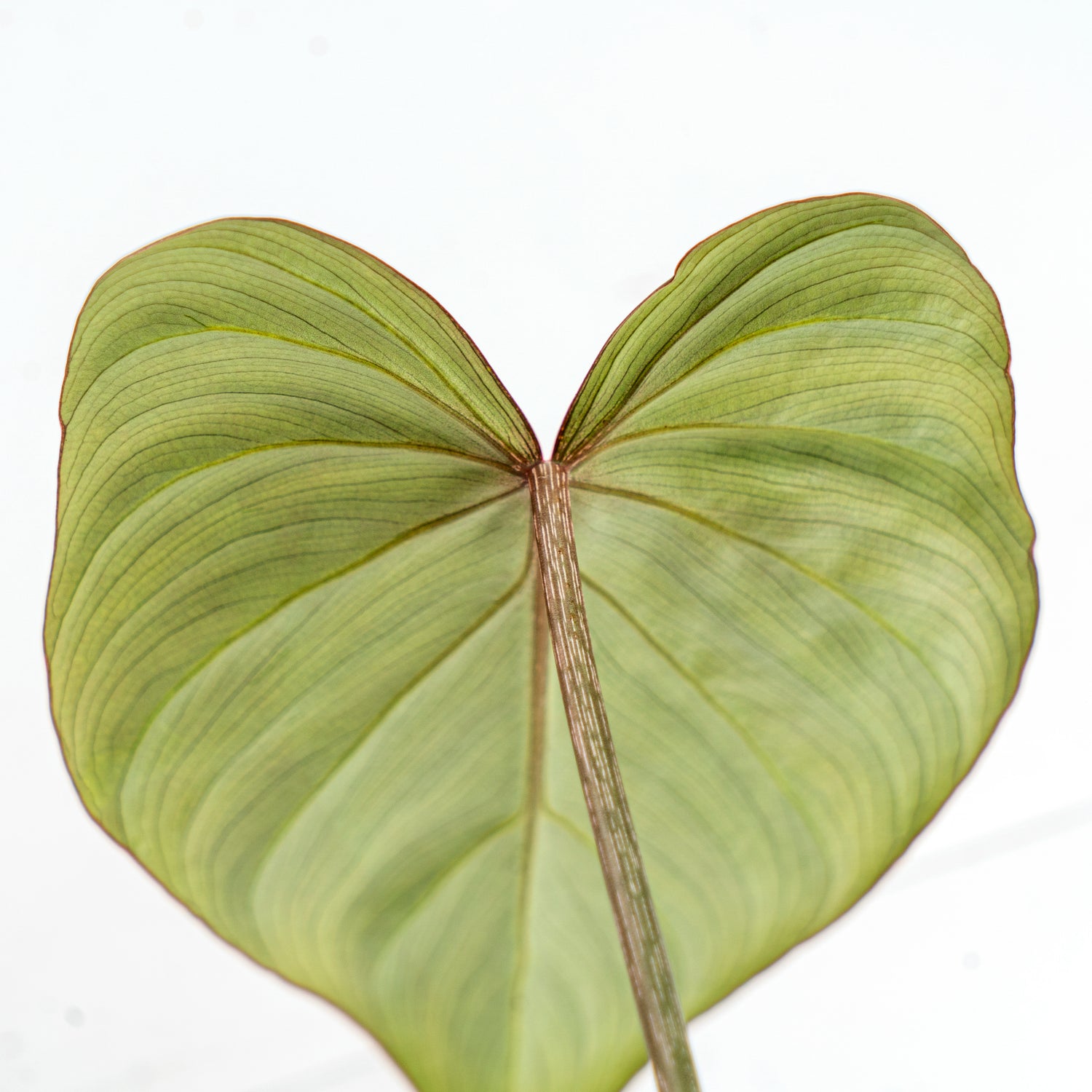 Philodendron Gloriosum Dark Form