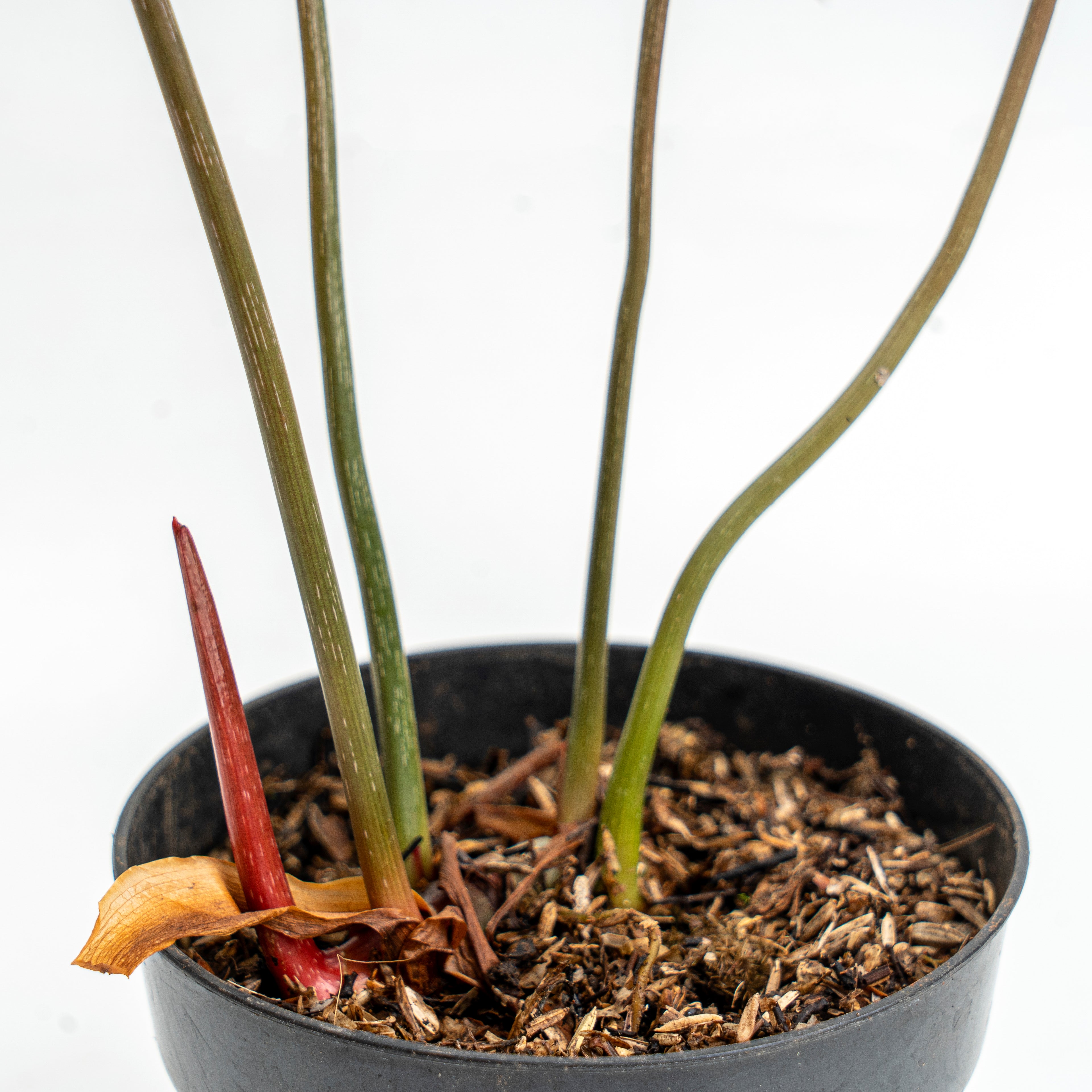 Philodendron Gloriosum Dark Form