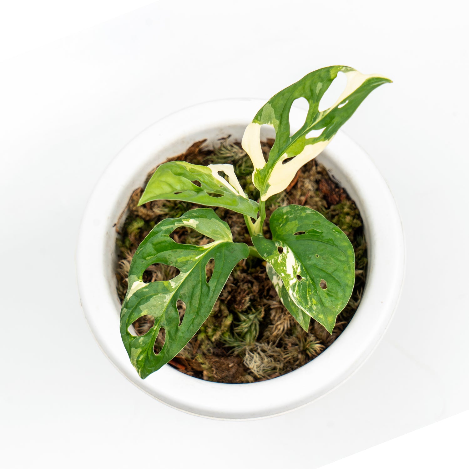 Monstera Adansonii Variegated