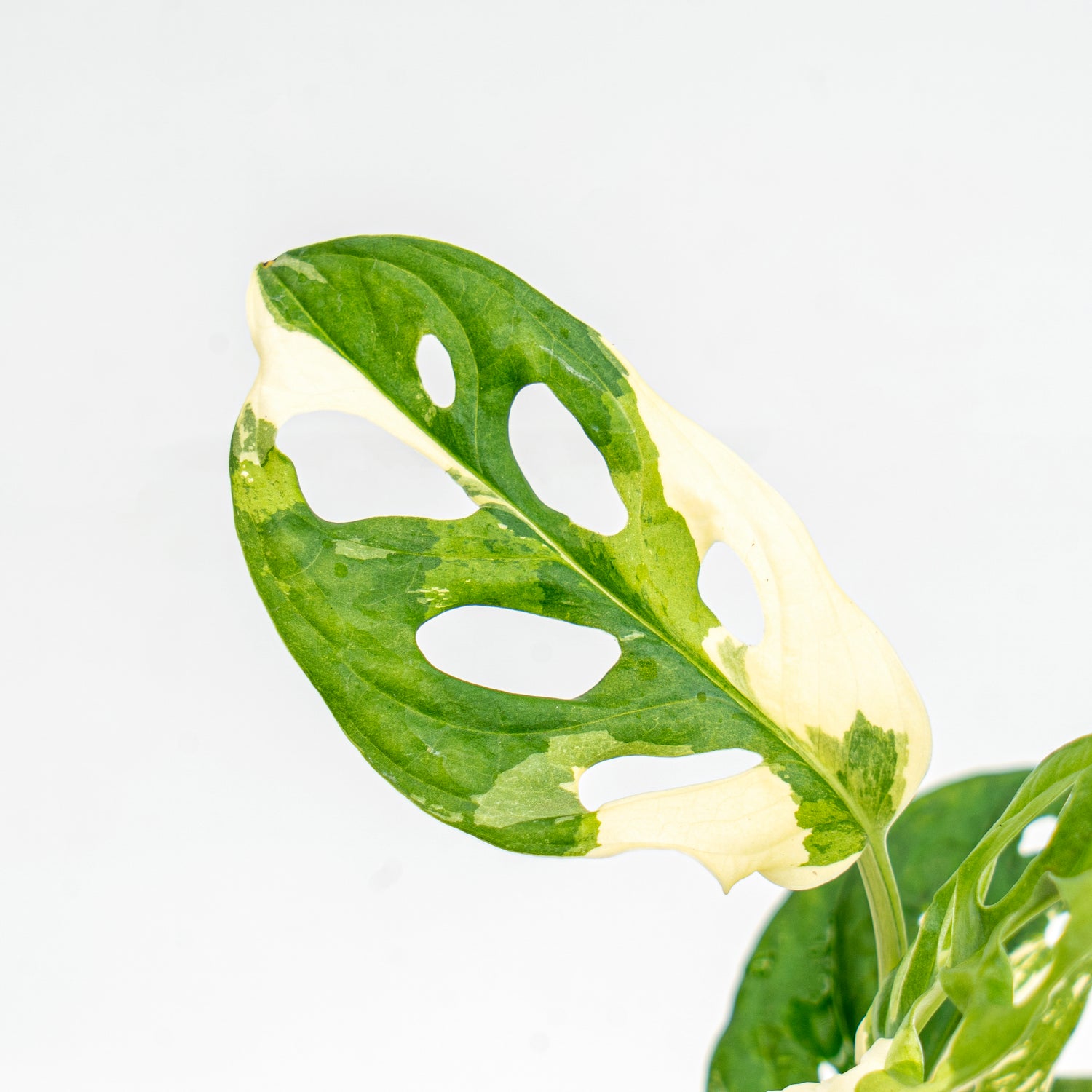 Monstera Adansonii Variegated