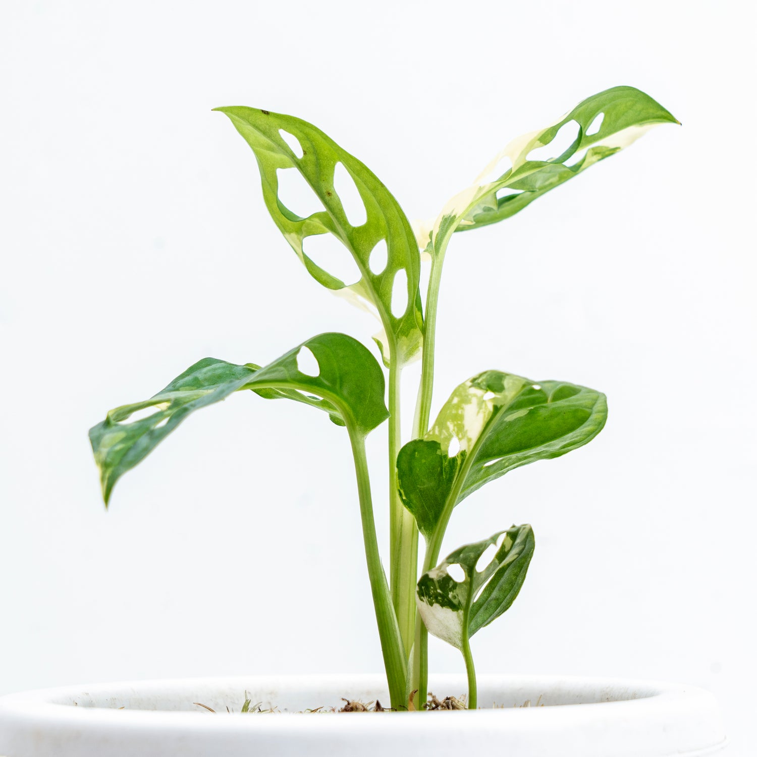 Monstera Adansonii Variegated