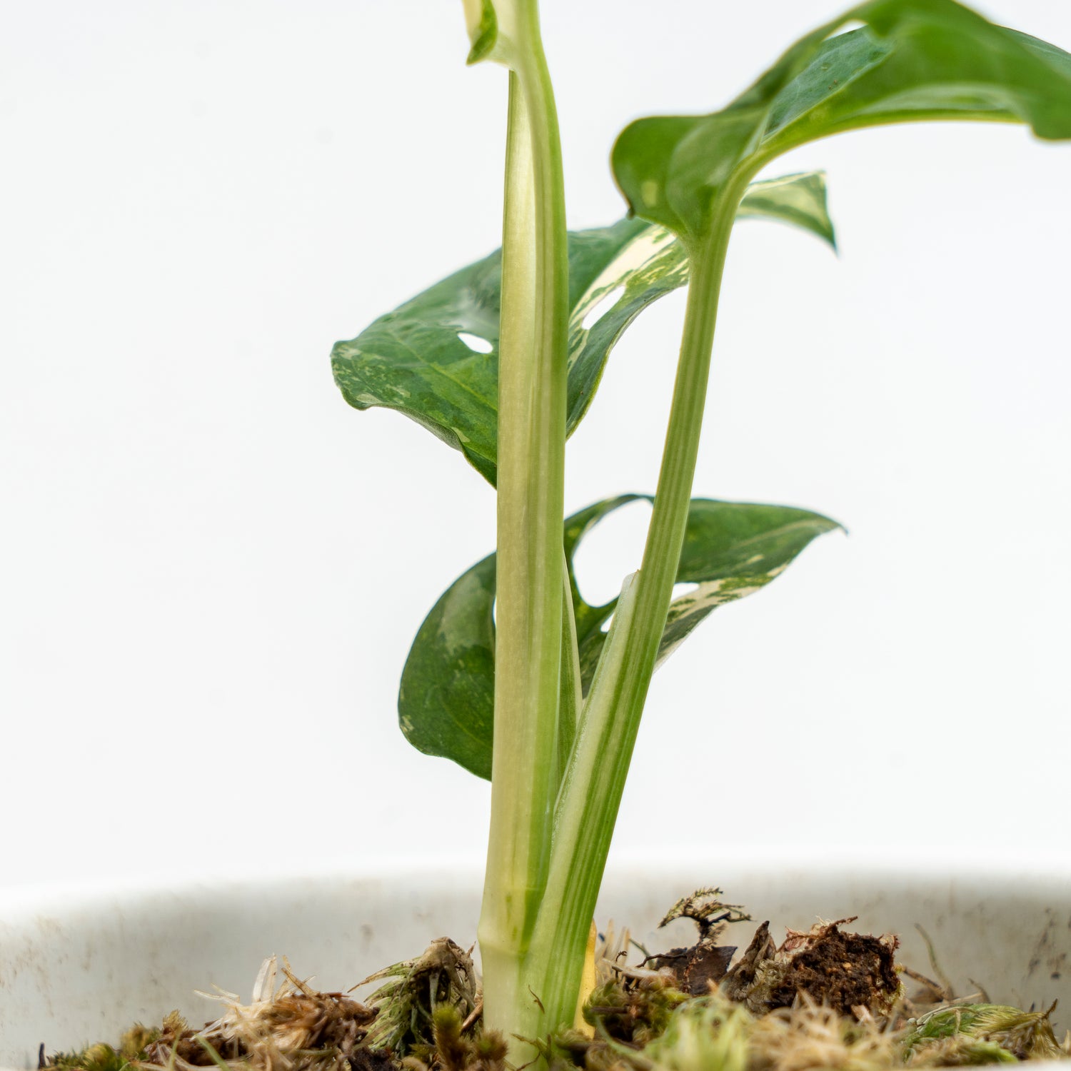 Monstera Adansonii Variegated
