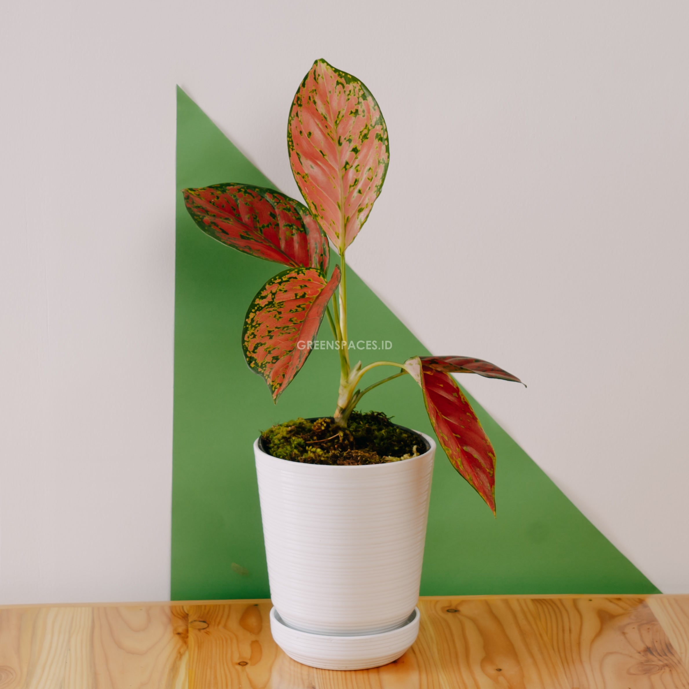 Aglonema red venus
