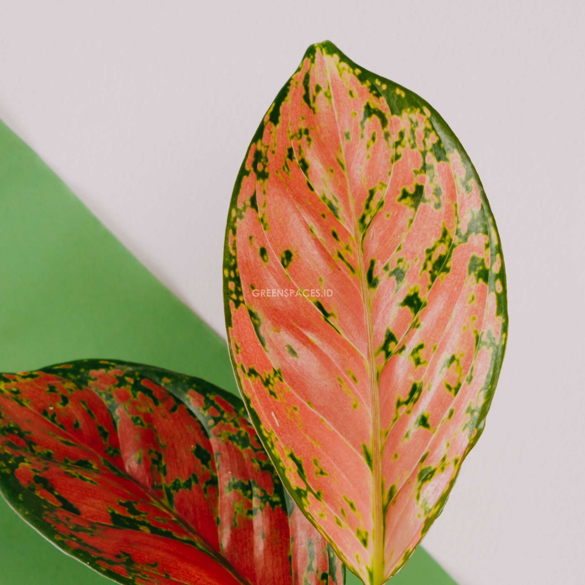 Aglonema red venus