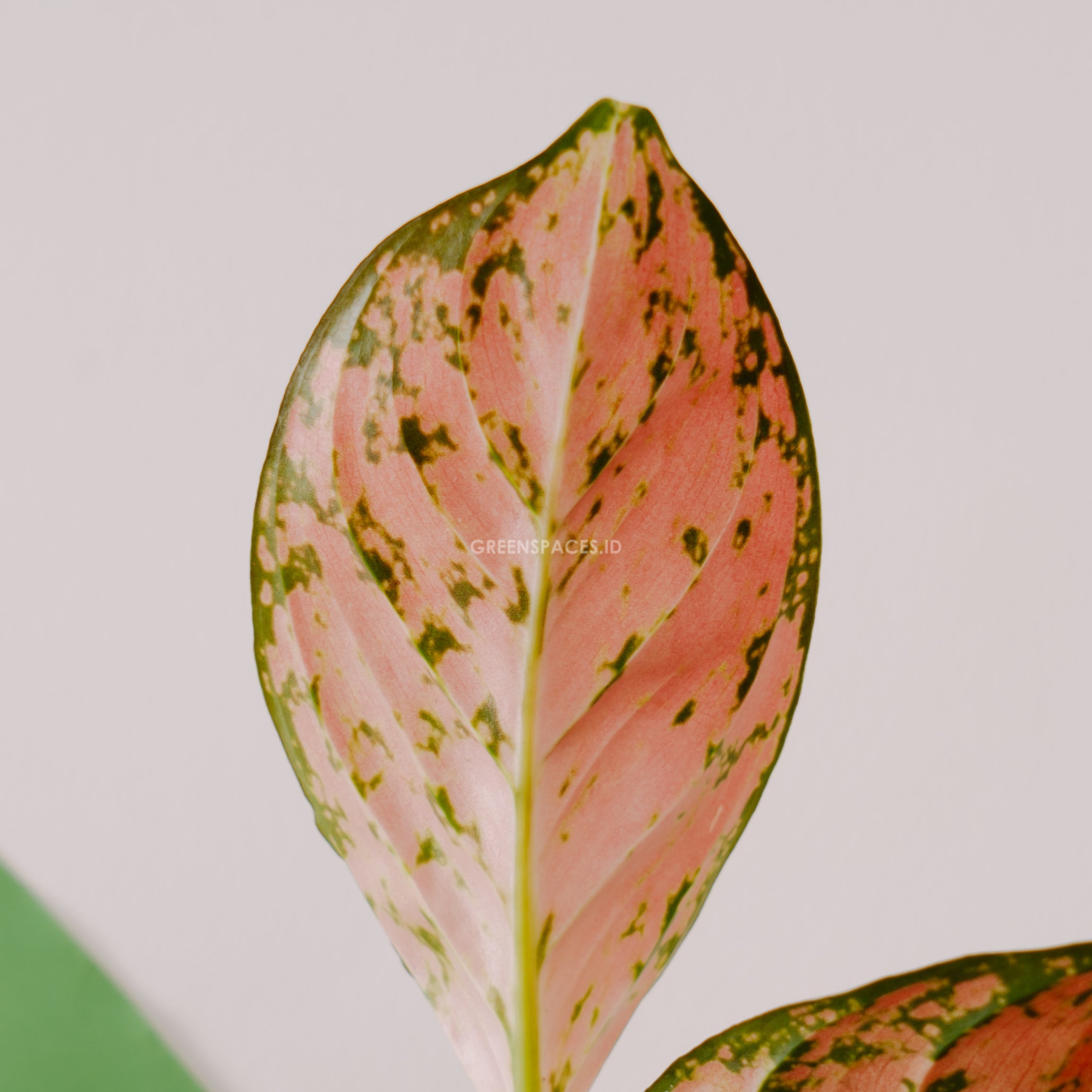 Aglonema red venus