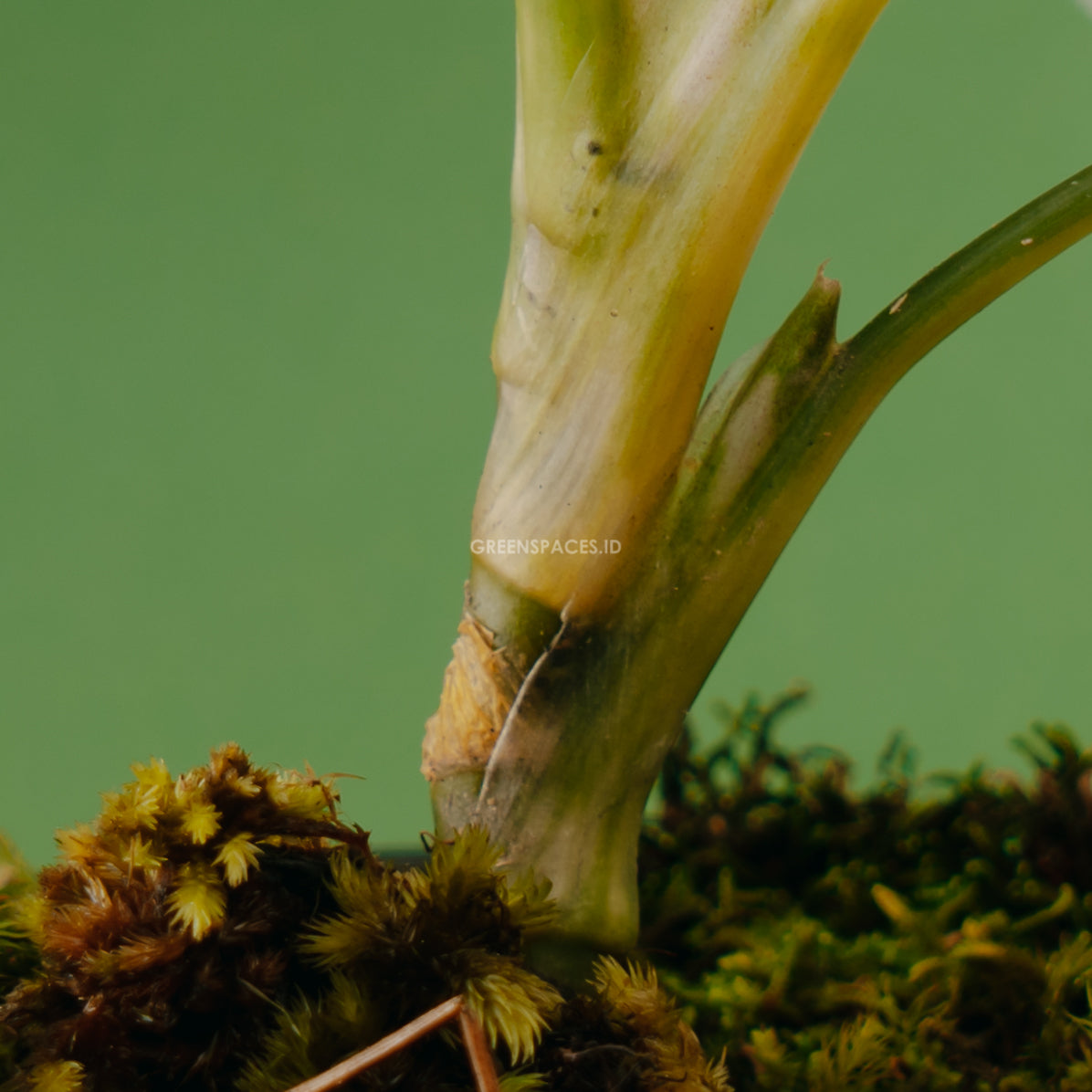Aglonema red venus