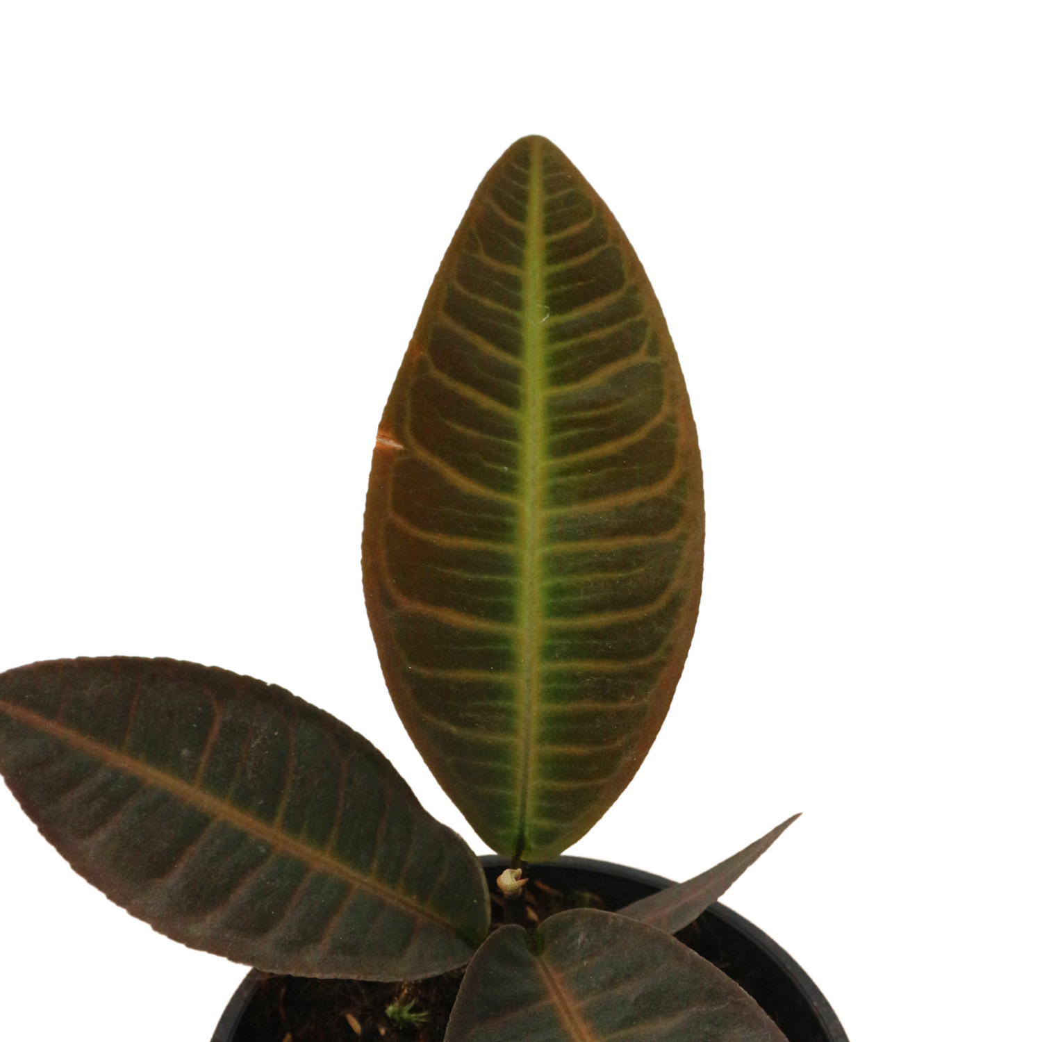 Labisia Sp Jambi - greenspaces.id