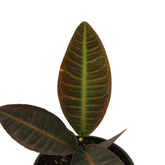 Labisia Sp Jambi - greenspaces.id