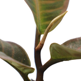 Labisia Sp Jambi - greenspaces.id