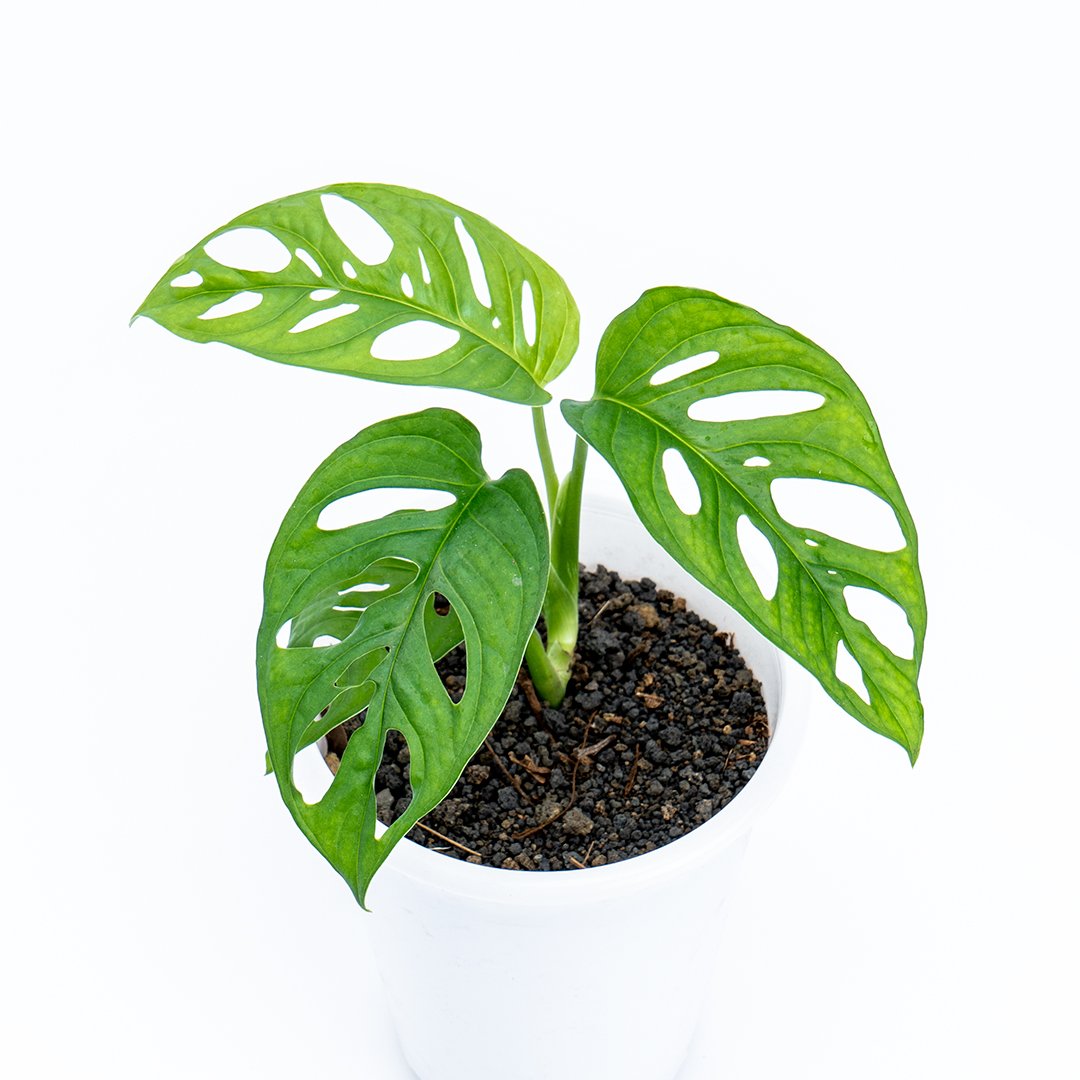 Monstera Adansonii Friedrichsthalii - Swiss Cheese - Greenspaces.id