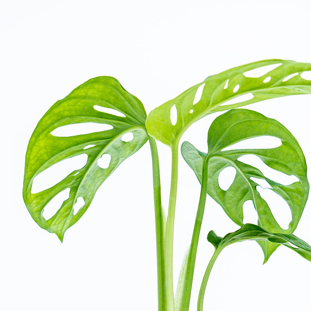 Monstera Adansonii Friedrichsthalii - Swiss Cheese - Greenspaces.id