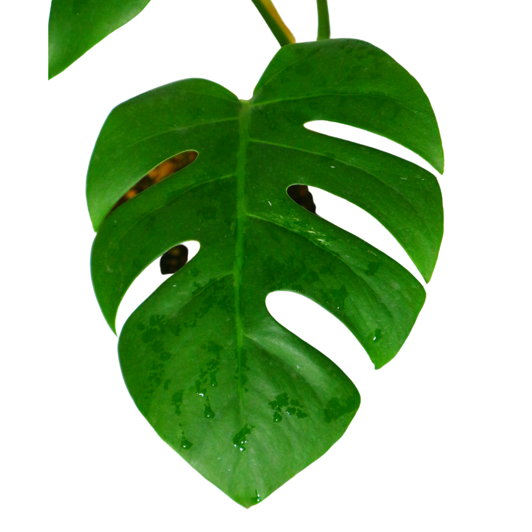 Monstera Borsigiana