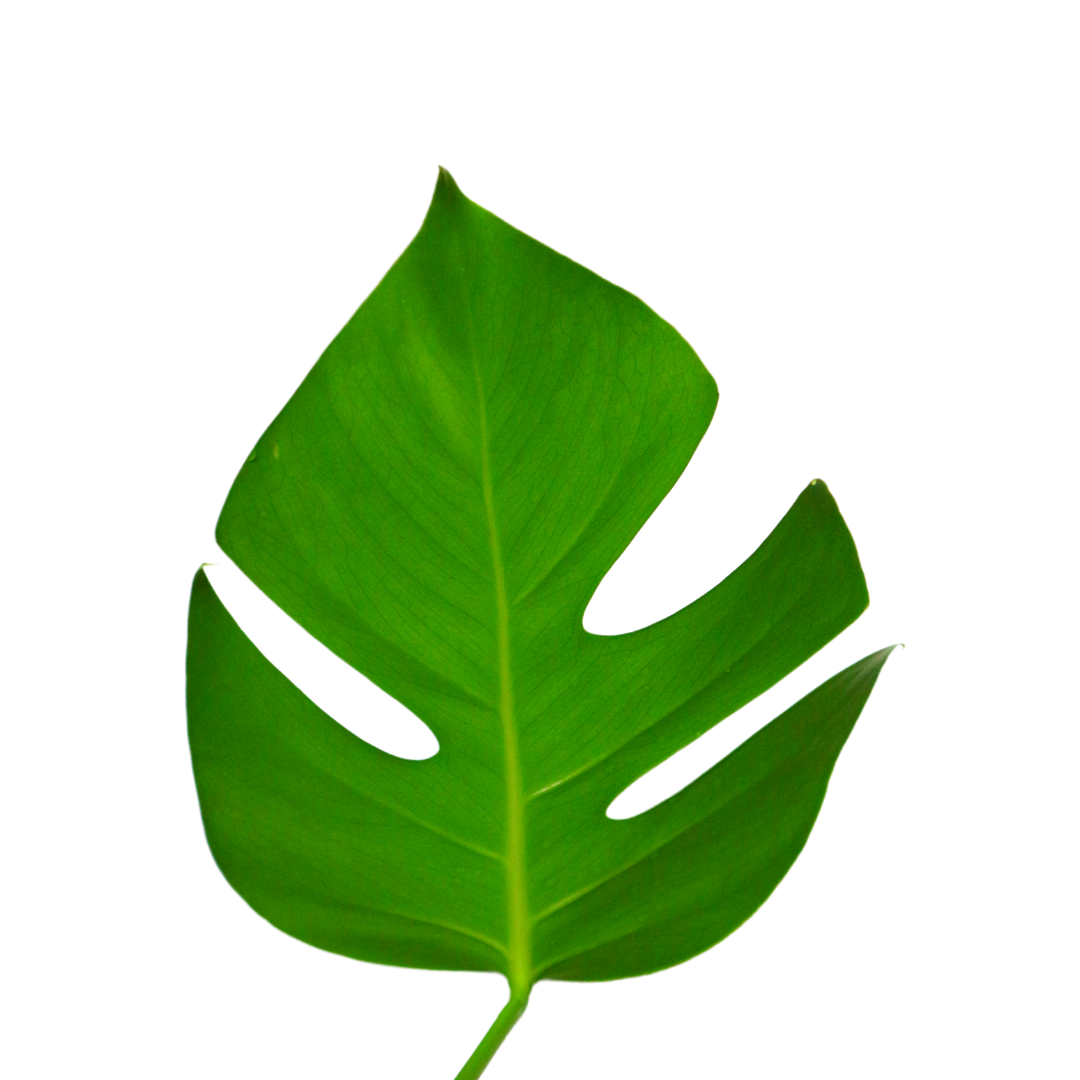 Monstera Borsigiana