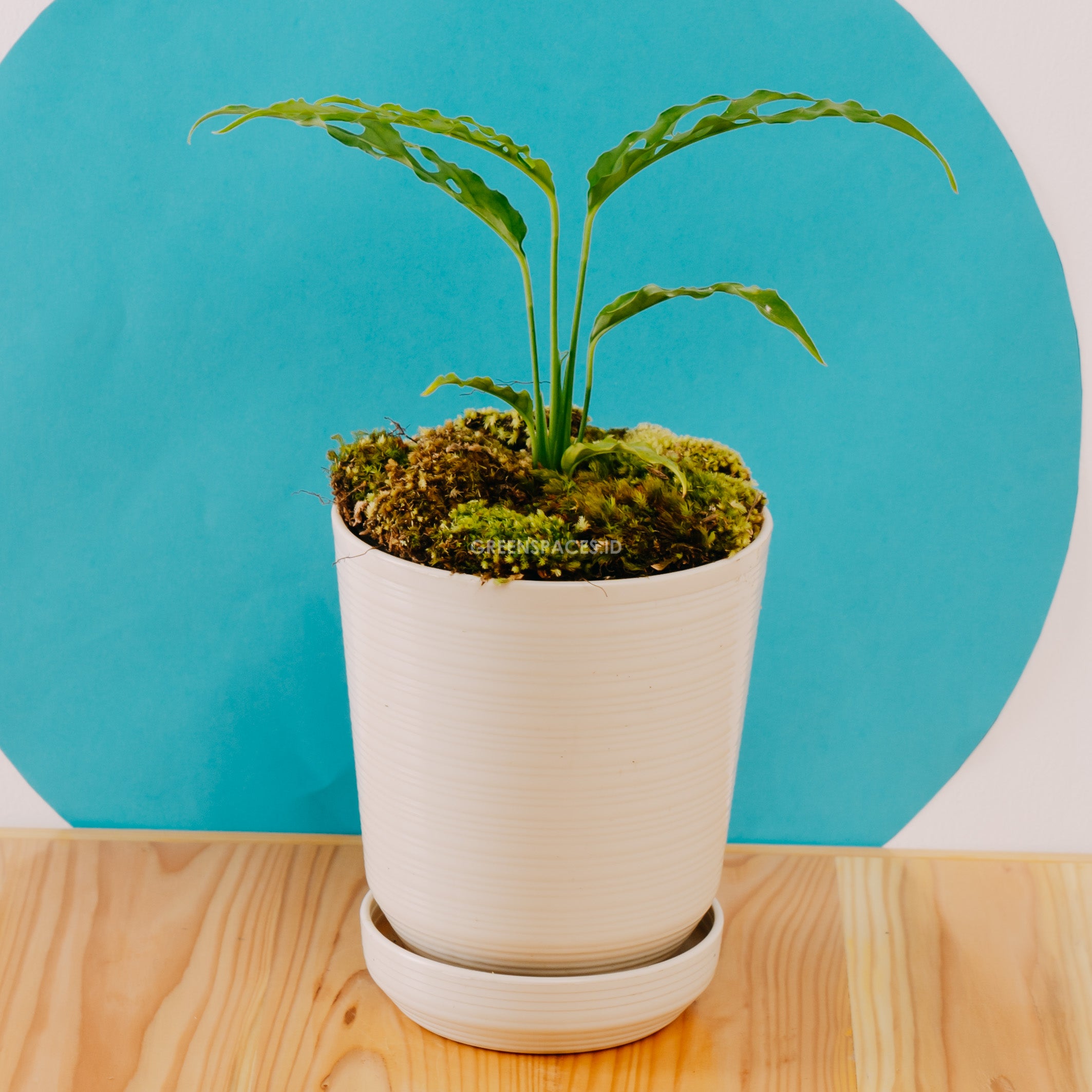 Monstera Obliqua