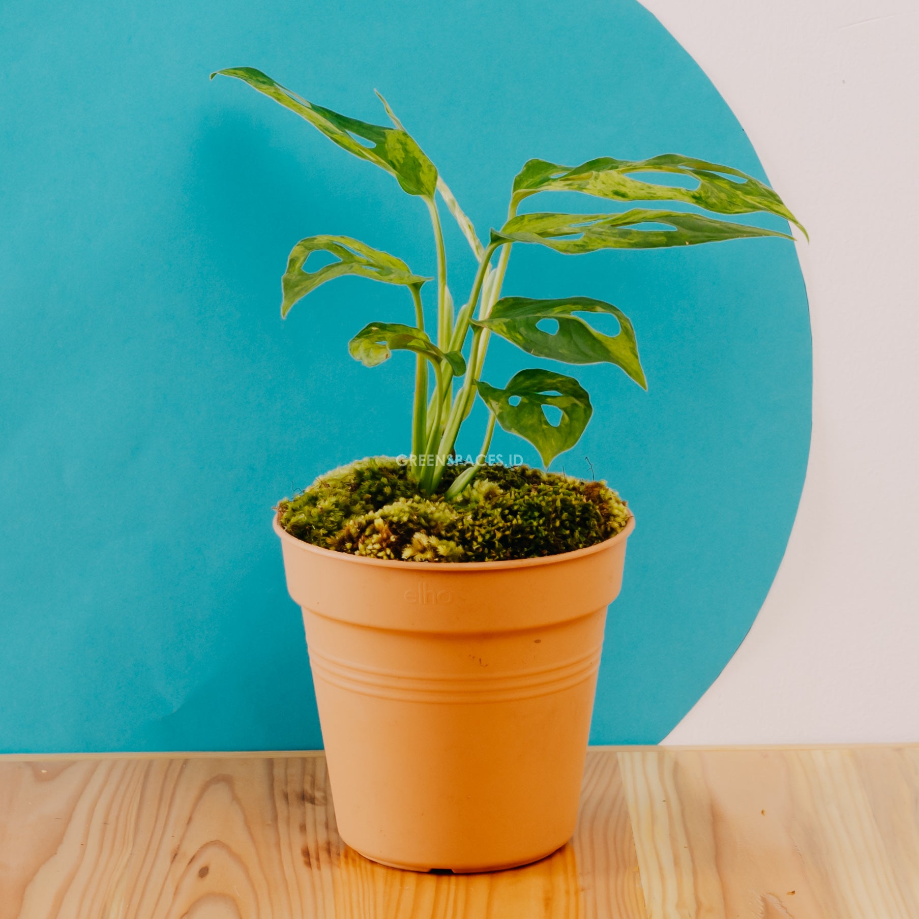 Monstera adansonii variegated indonesia - Greenspaces.id