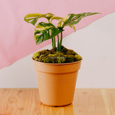 Monstera adansonii yellow japan - Greenspaces.id