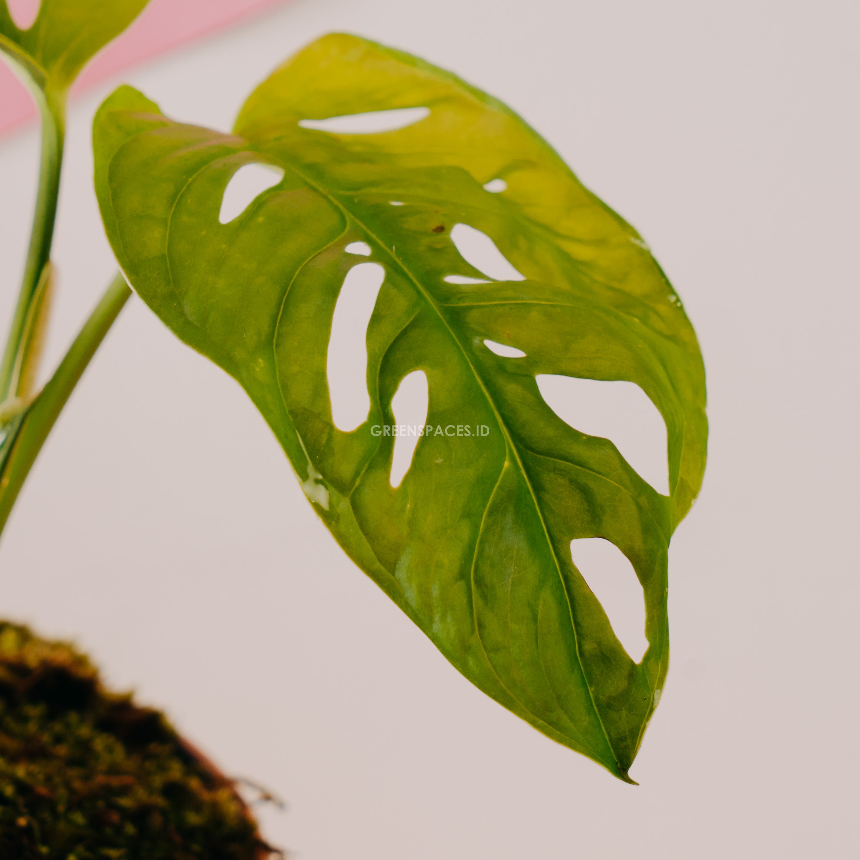 Monstera adansonii yellow japan - Greenspaces.id