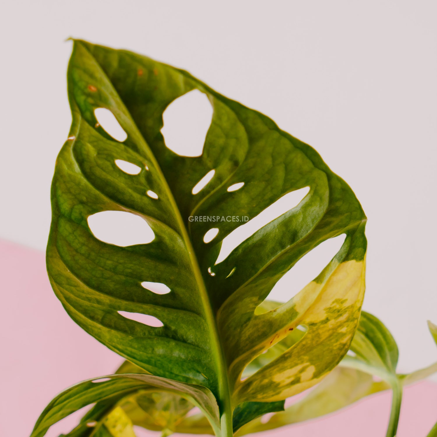 Monstera adansonii yellow japan - Greenspaces.id