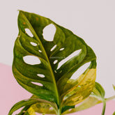 Monstera adansonii yellow japan - Greenspaces.id