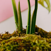 Monstera adansonii yellow japan - Greenspaces.id