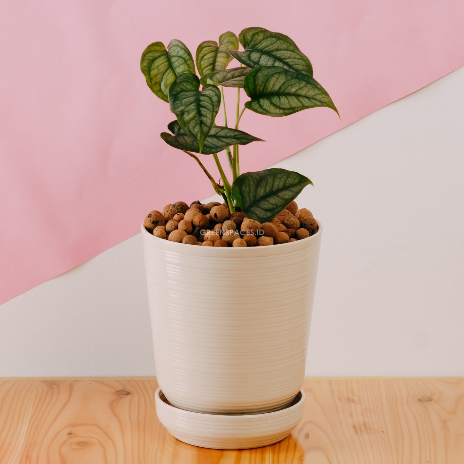 Monstera Siltepecana  - Greenspaces.id