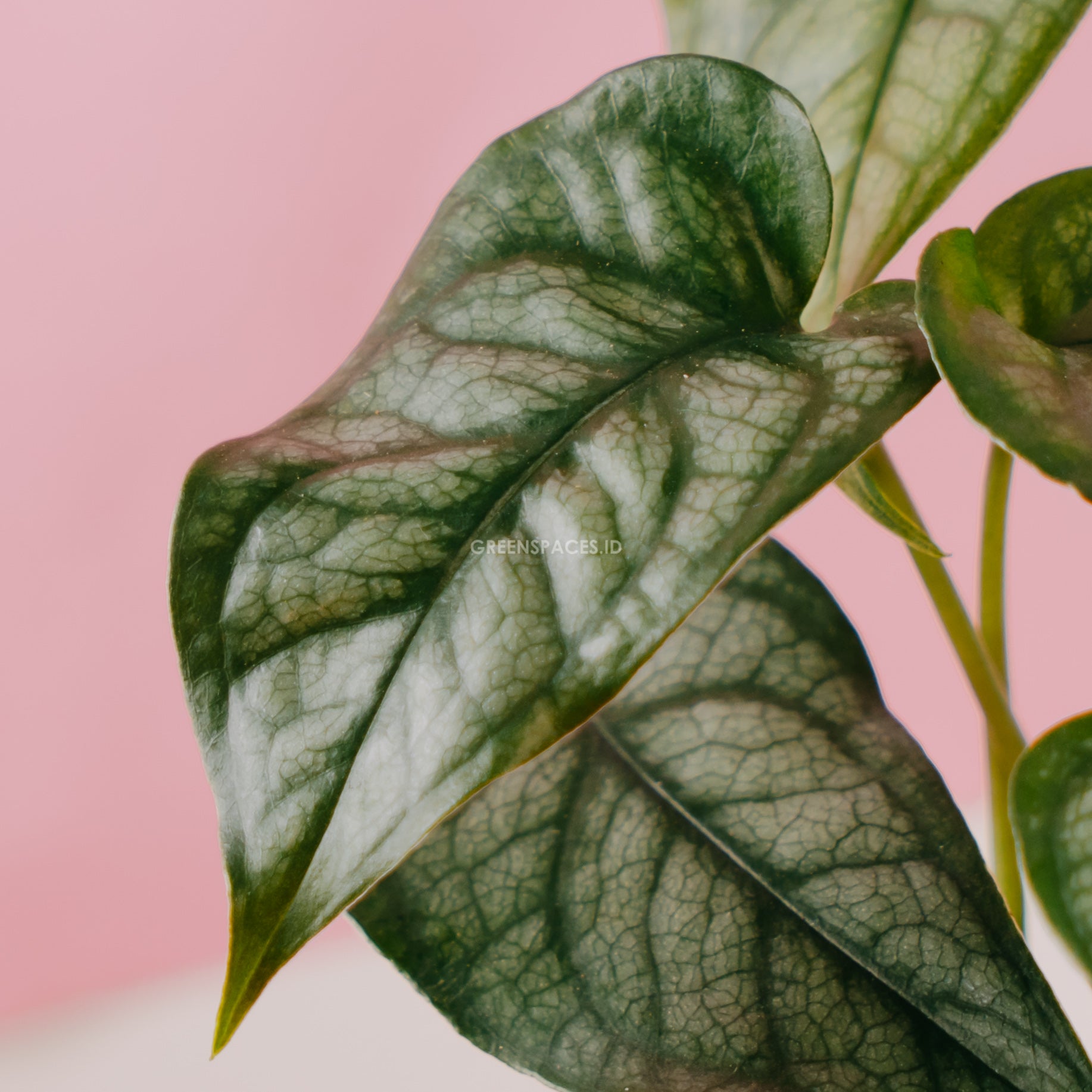 Monstera Siltepecana  - Greenspaces.id