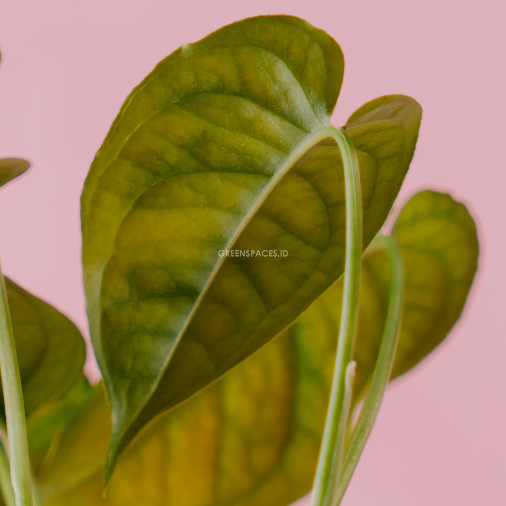 Monstera Siltepecana  - Greenspaces.id