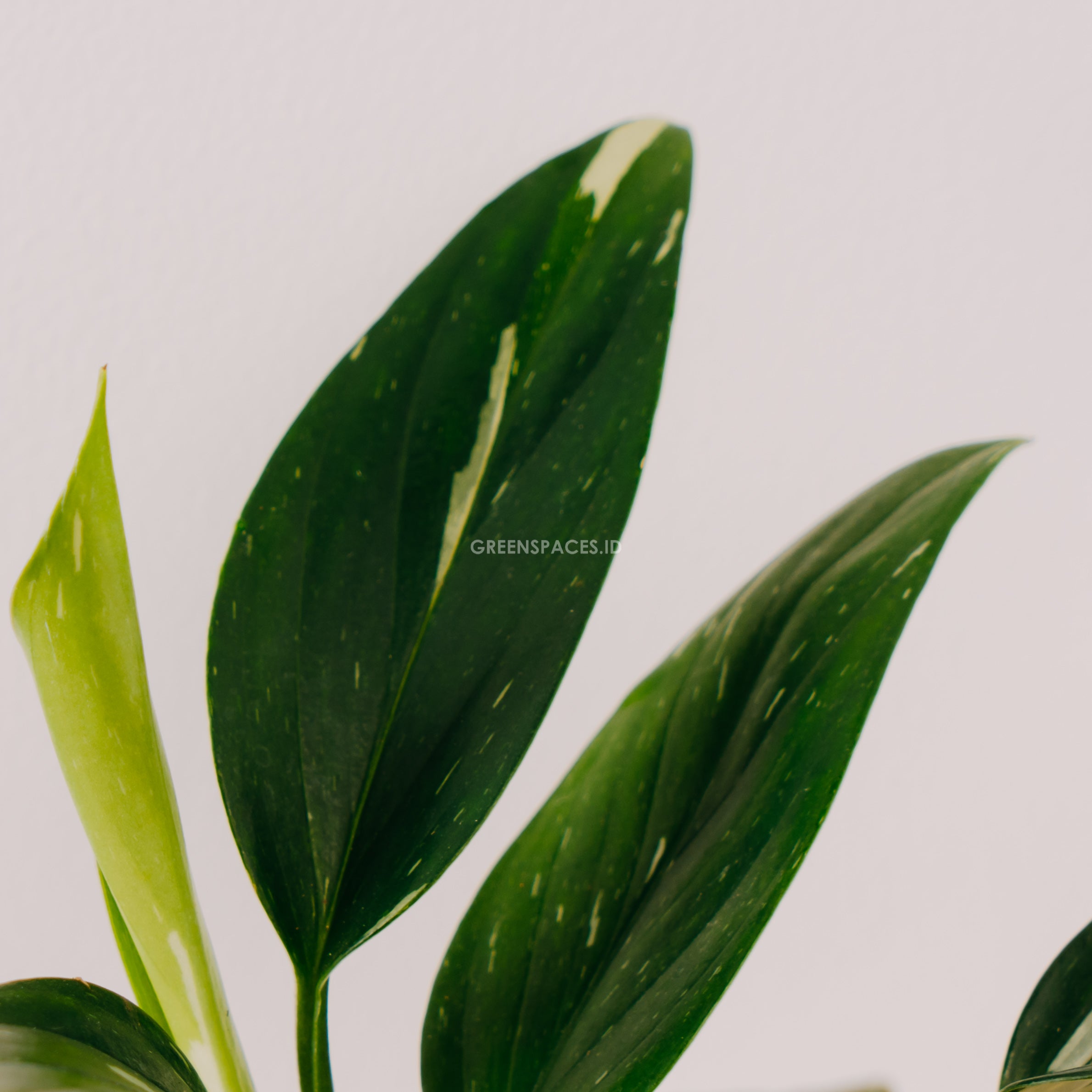 Monstera standleyana - Greenspaces.id