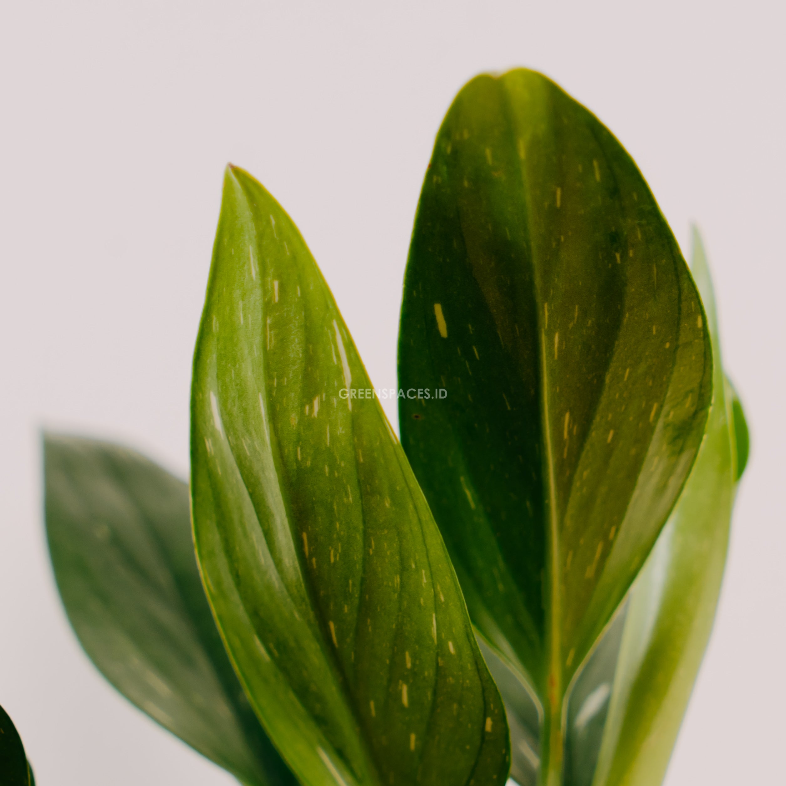 Monstera standleyana - Greenspaces.id