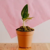 Monstera standleyana yellow variegated - Greenspaces.id