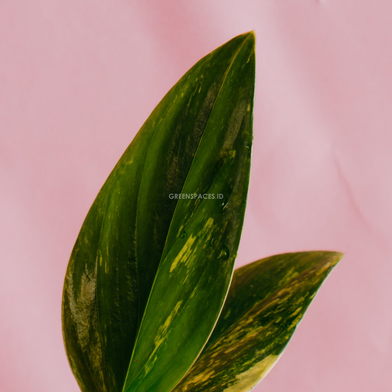 Monstera standleyana yellow variegated - Greenspaces.id