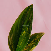 Monstera standleyana yellow variegated - Greenspaces.id