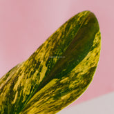 Monstera standleyana yellow variegated - Greenspaces.id