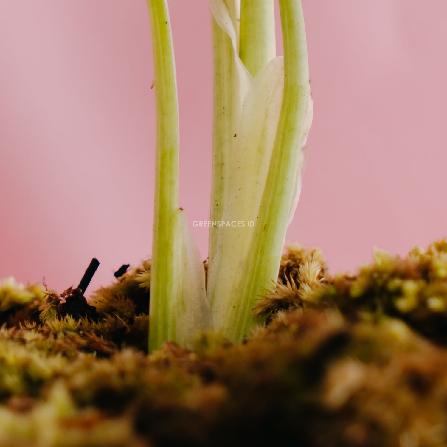 Monstera standleyana yellow variegated - Greenspaces.id
