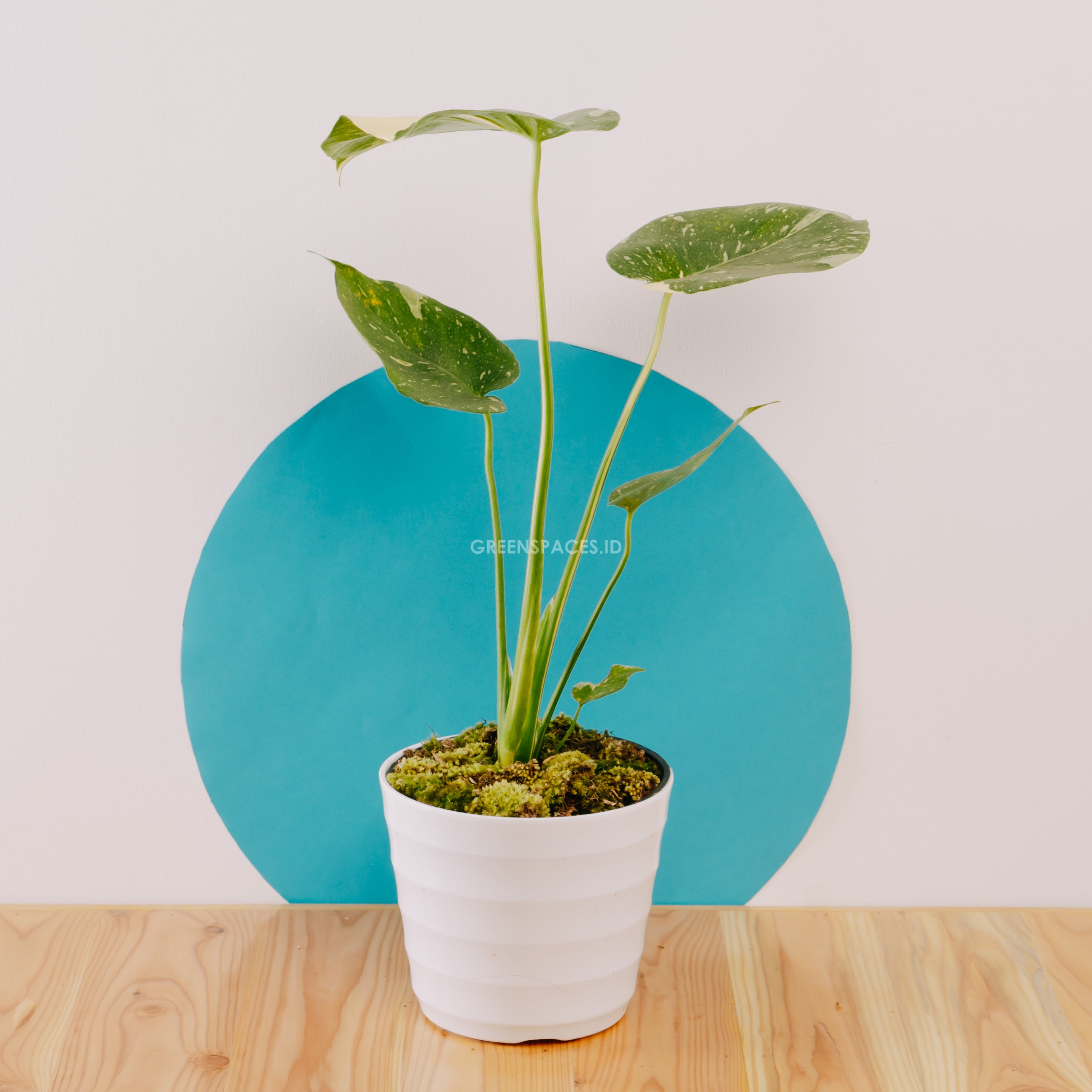 Monstera Thai Constellation - Greenspaces.id
