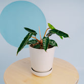 Philodendron Billiteae