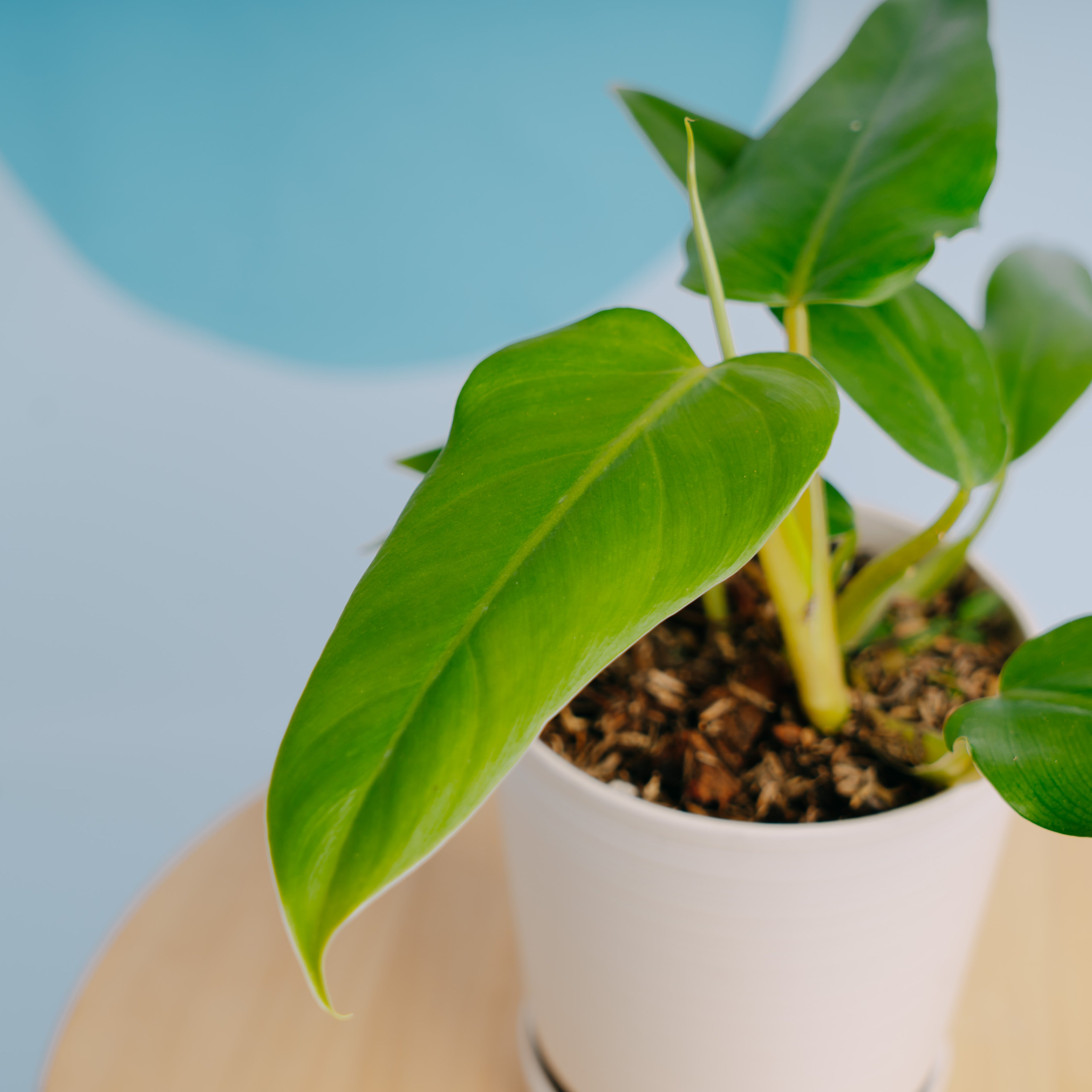Philodendron domesticum