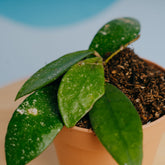Hoya rundumensis  - Greenspaces.id