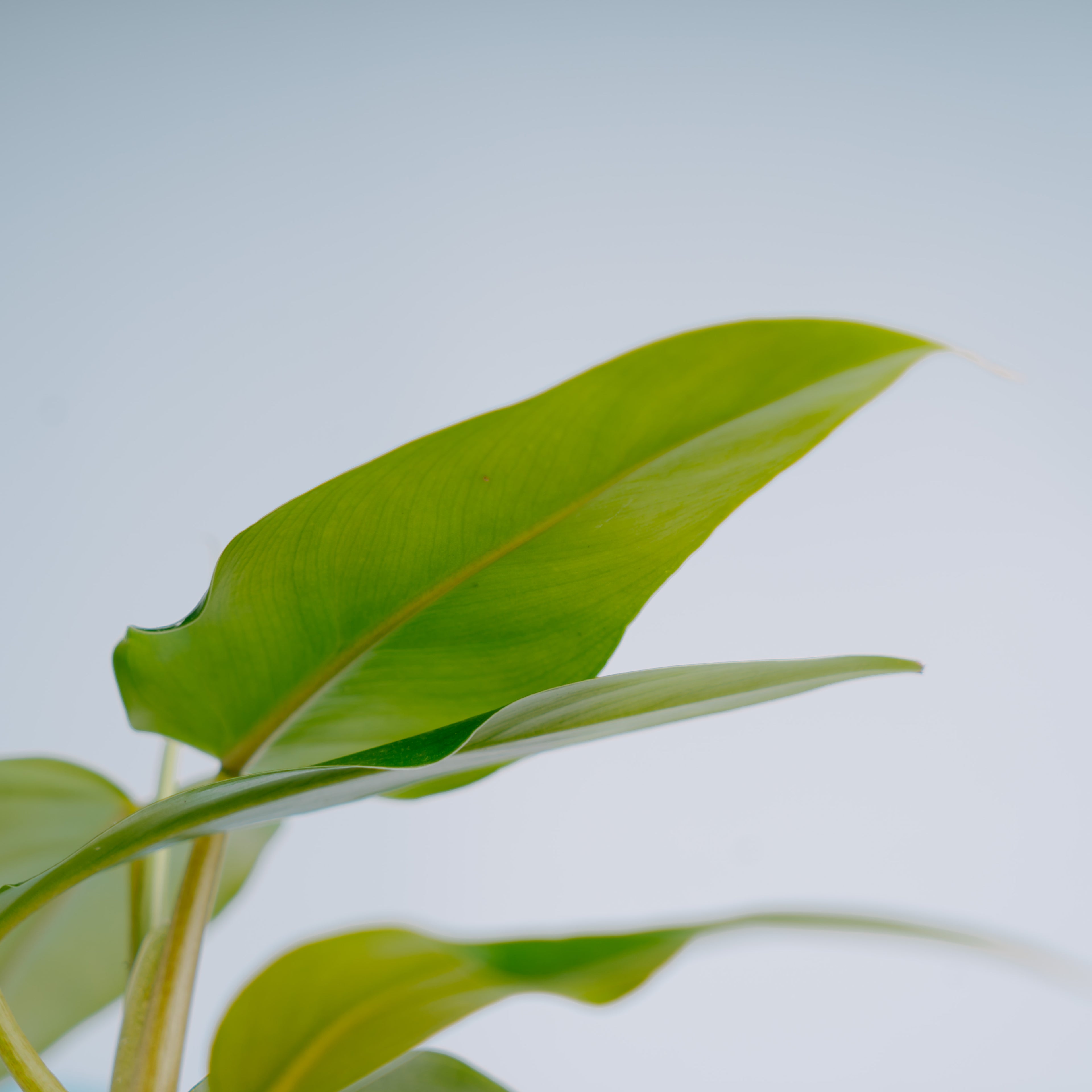 Philodendron domesticum