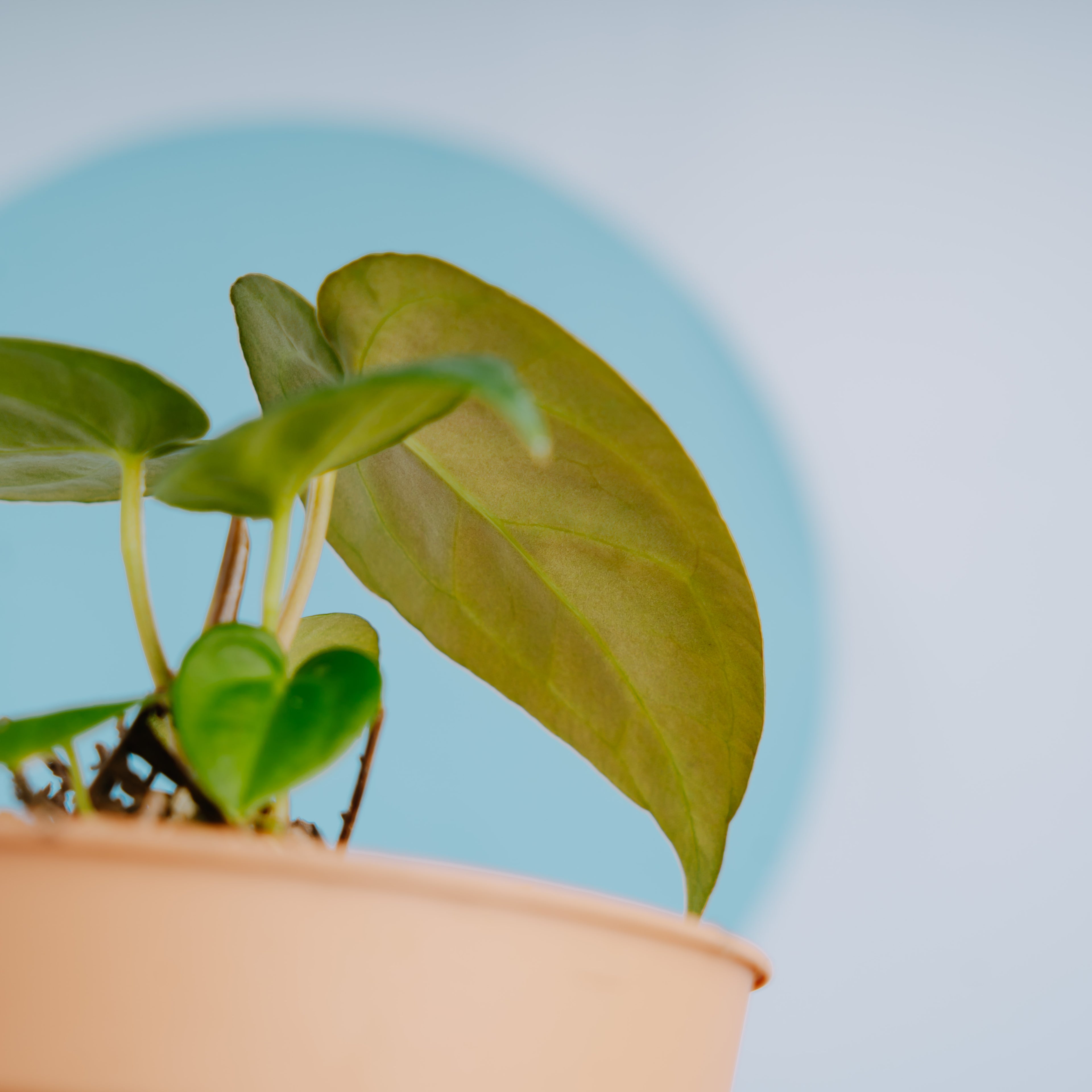 Anthurium papillilaminum hybrid