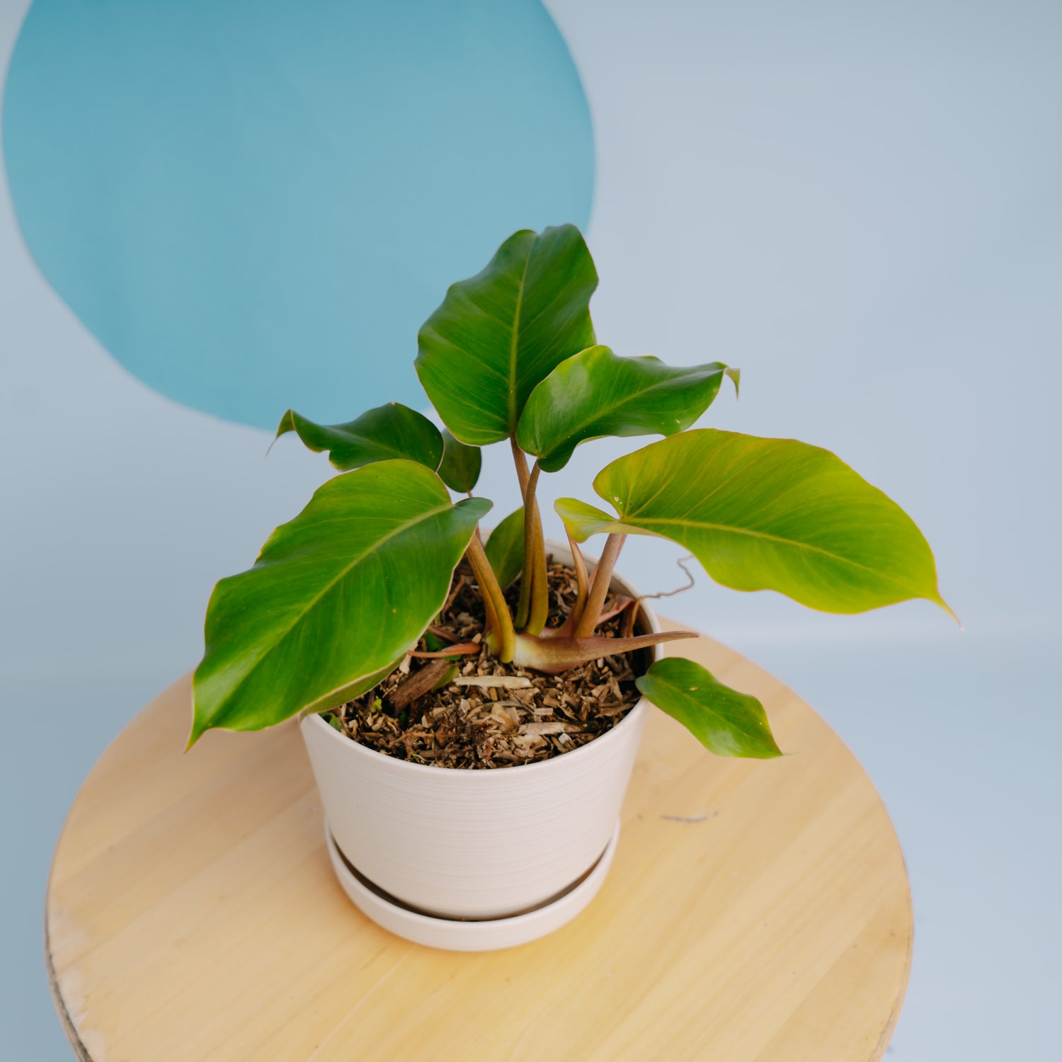 Philodendron Snow drift