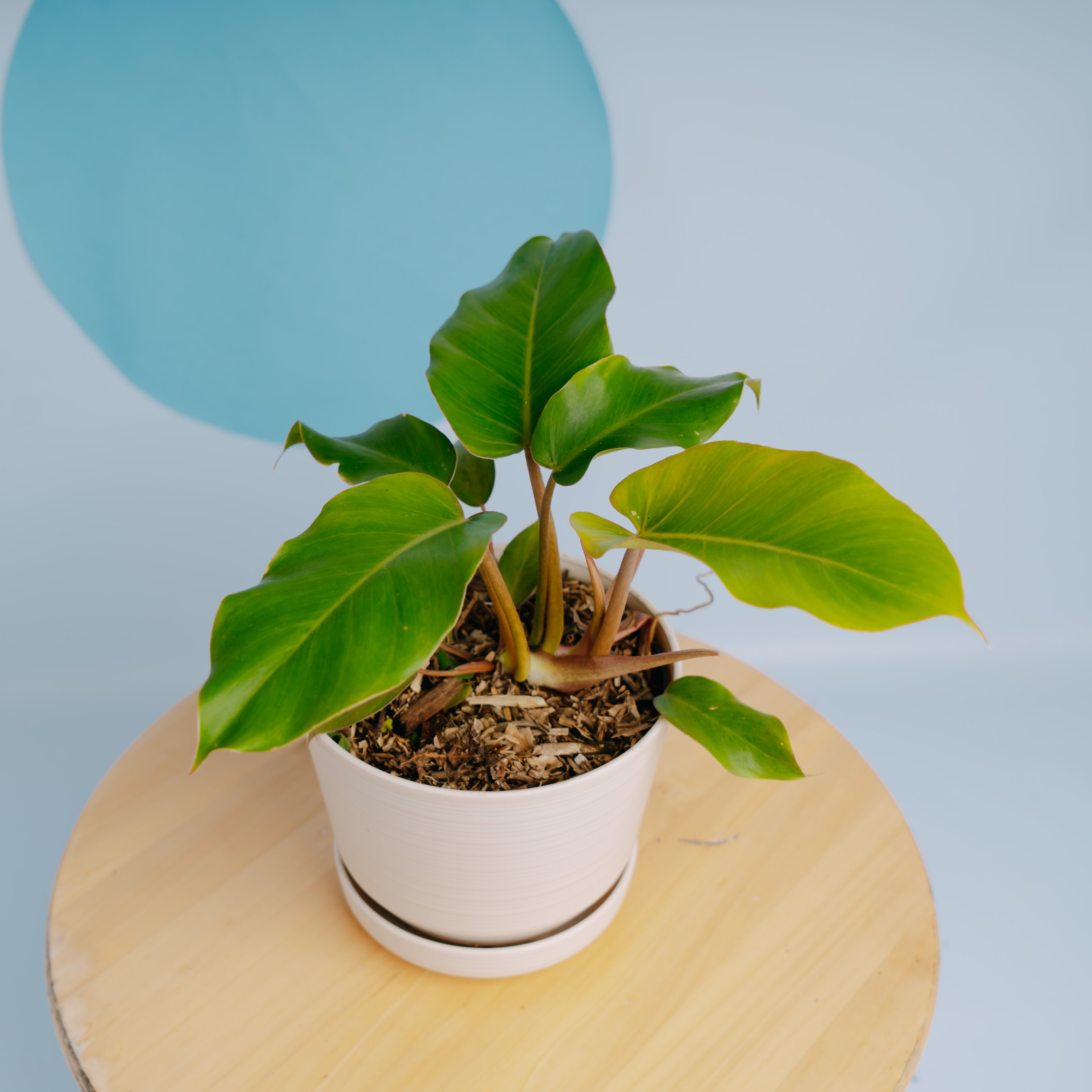 Philodendron Snow drift