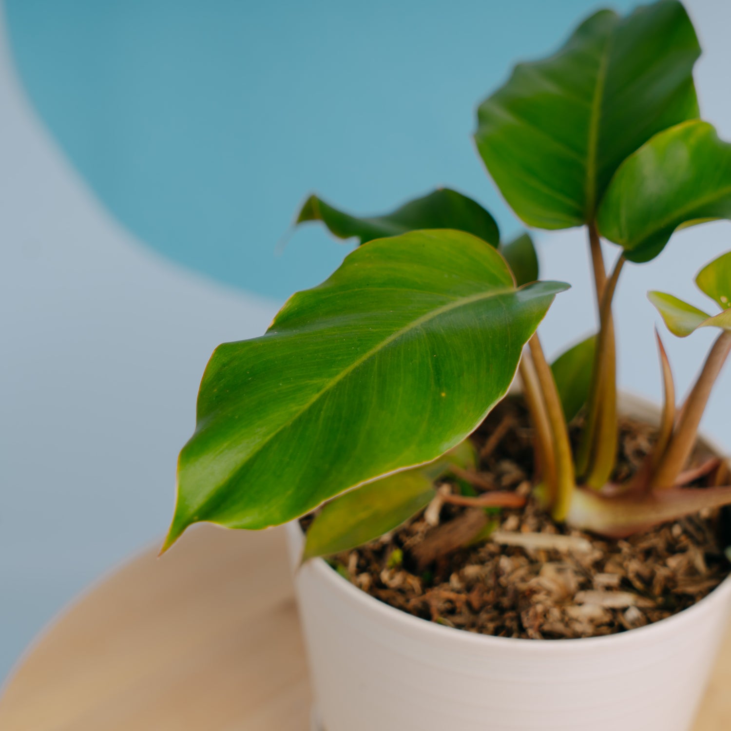 Philodendron Snow drift