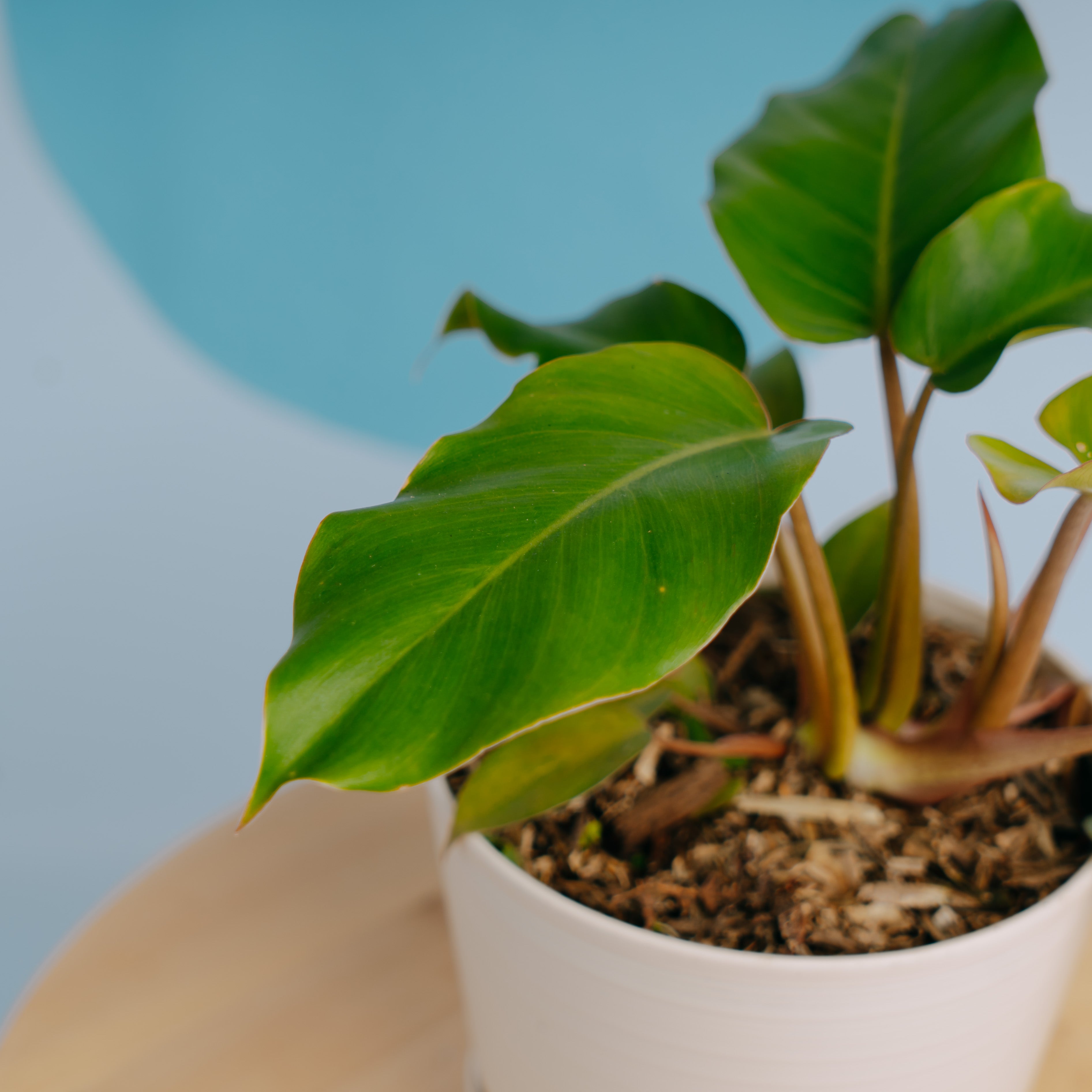 Philodendron Snow drift