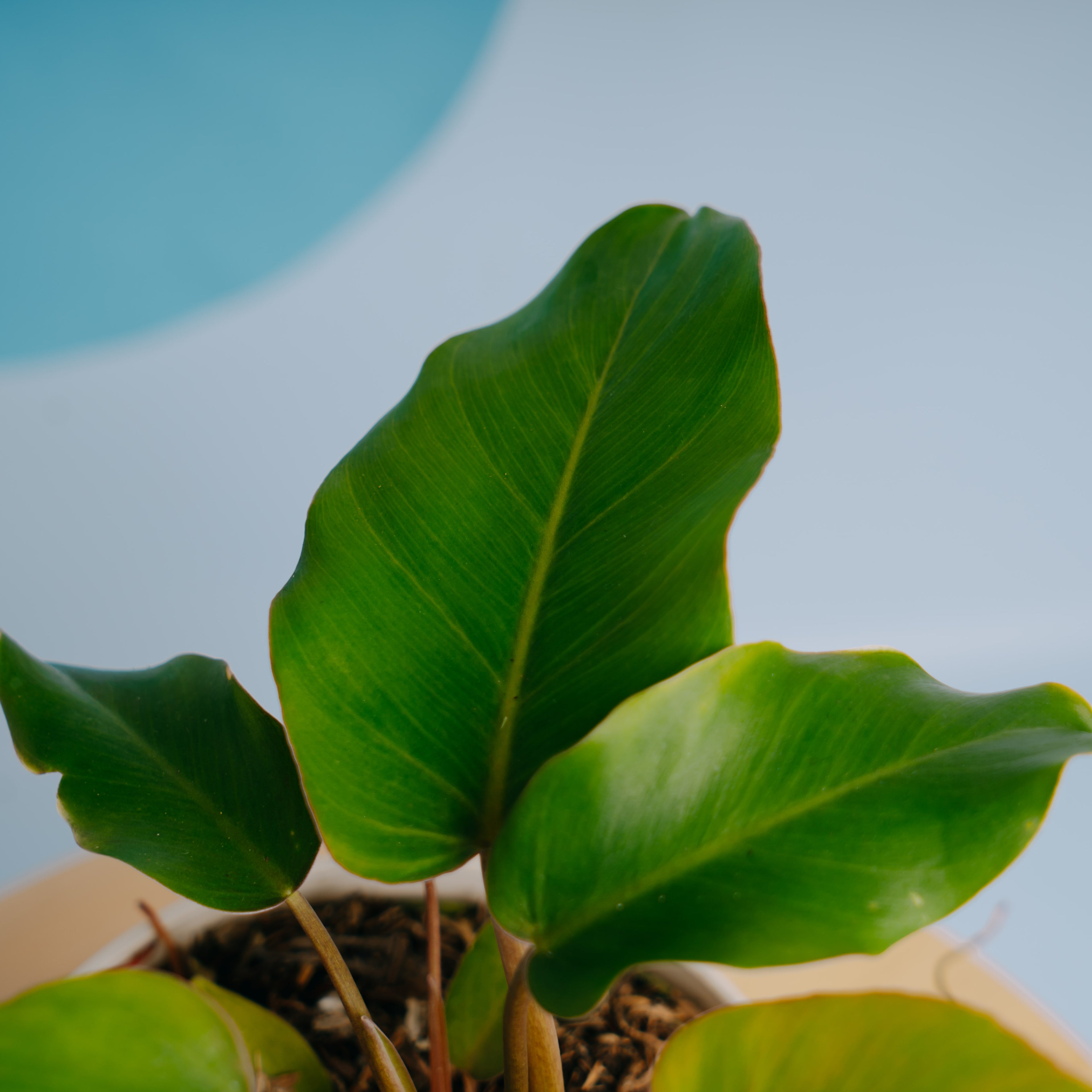Philodendron Snow drift
