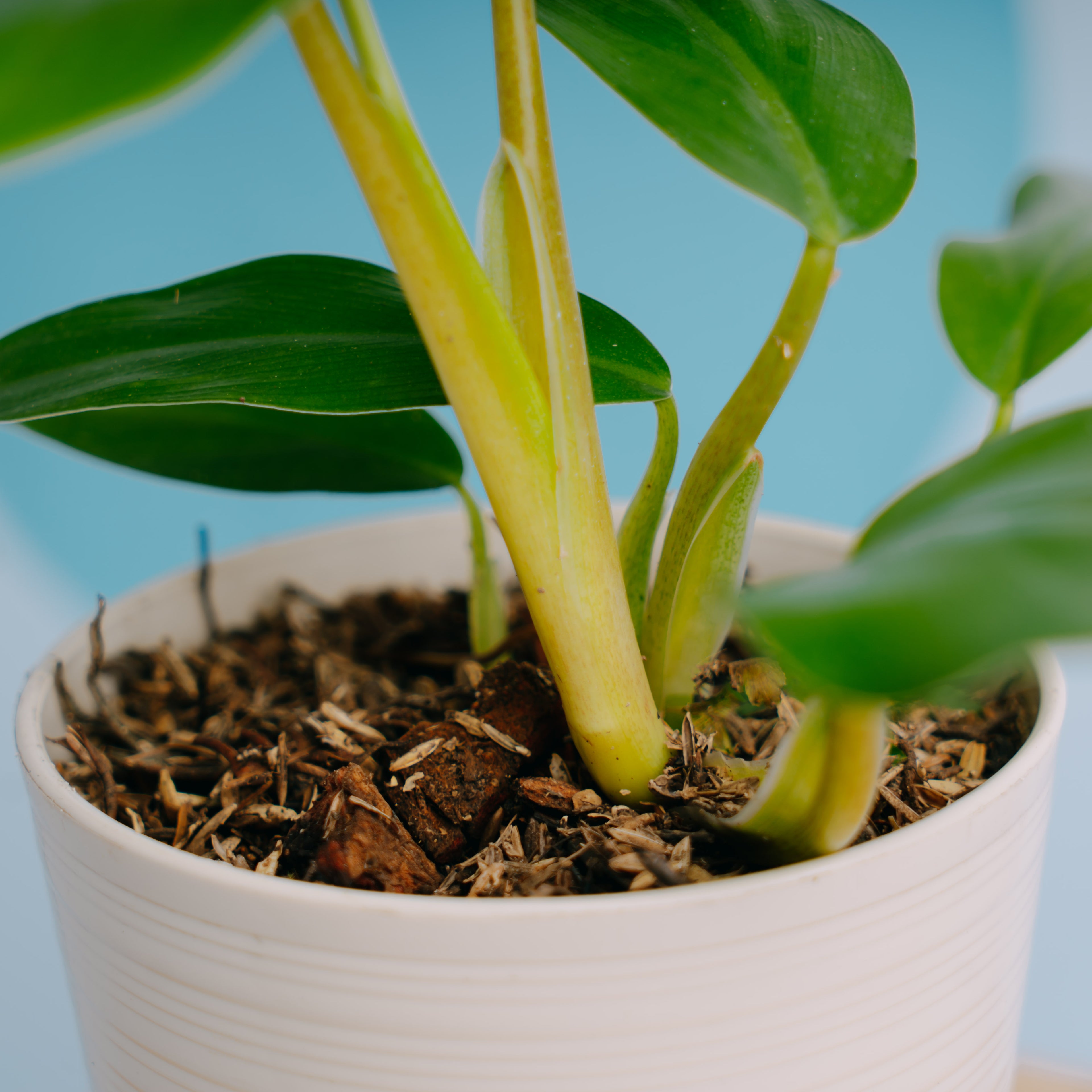 Philodendron domesticum